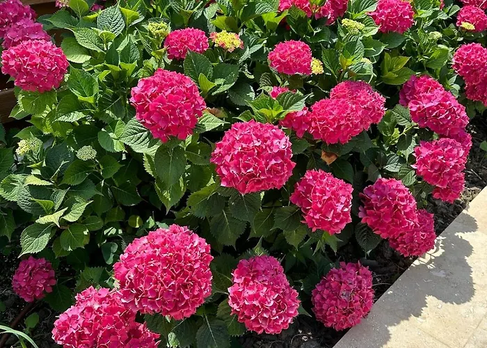 Coral Bay Luxury By Luxury Луксозна вила Лозенец