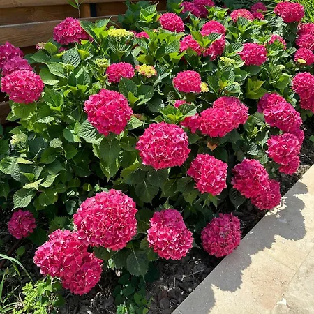 Coral Bay Luxury By Luxury וילה לוזנטס